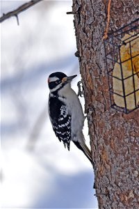 Hairy woodpecker perched on a tree photo