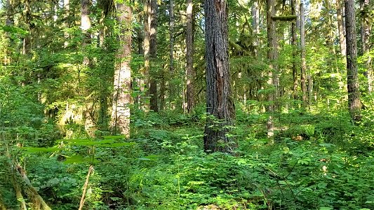 Forest pan up tree height Old Sauk Trail Mt. Baker-Snoqualmie National Forest June 2020 Matthew Riggen