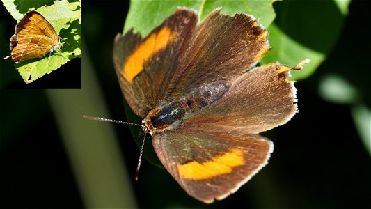 Thecla Betulae (Nierenfleck-Zipfelfalter) - abgeflogenes (altes) Weibchen