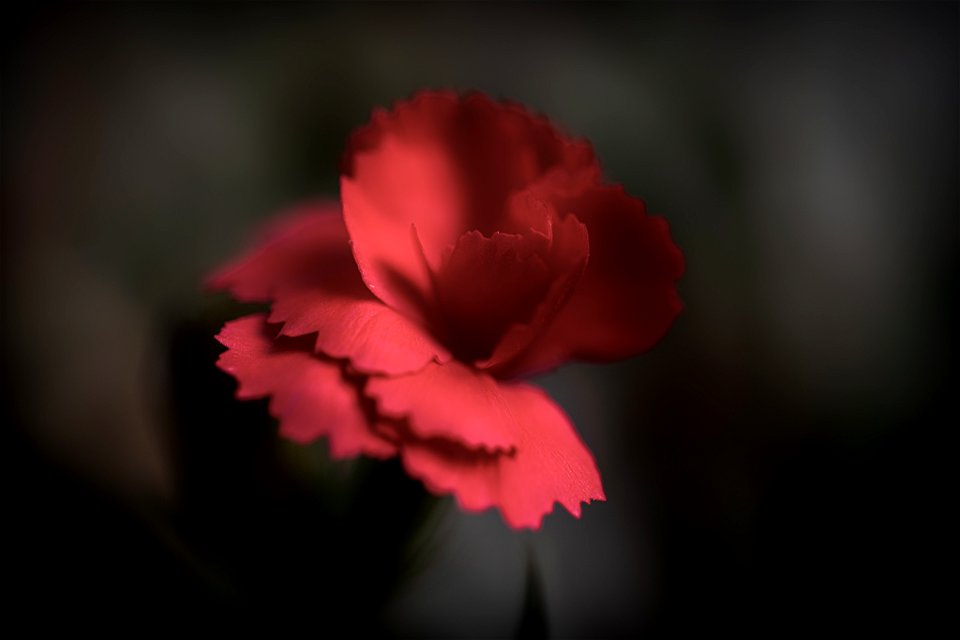 Blumen gehen immer