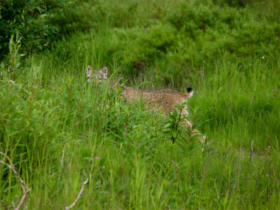 Elusive Lynx photo