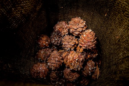 A Sack Full of Whitebark Pine Cones photo