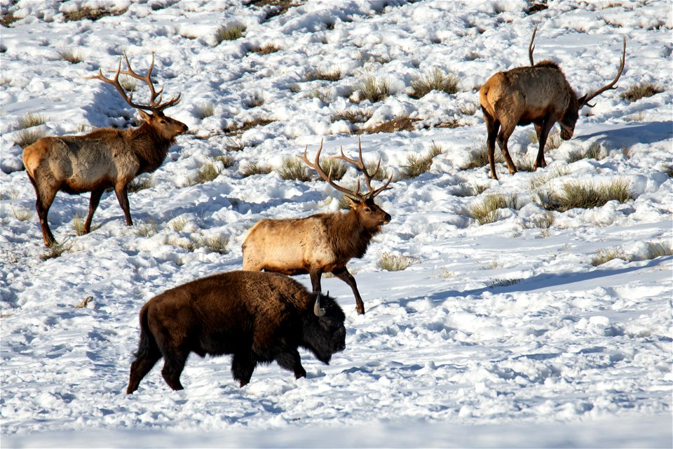 Elk & Bison on the National Elk Refuge