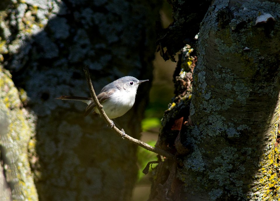 Blue-gray Gnatcatcher