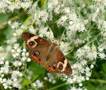 Common buckeye butterflies are abundant this year on the Refuge photo