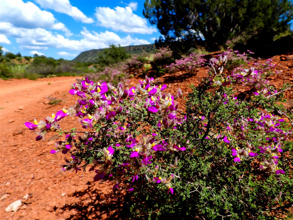 Spring wildflowers-08 photo