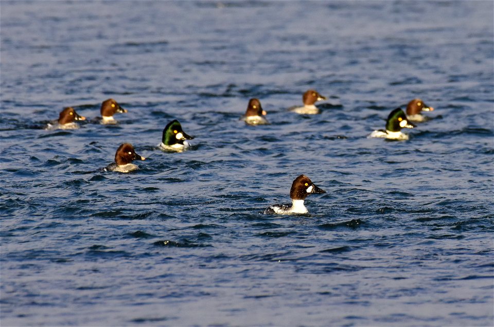 Common goldeneye at Seedskadee National Wildlife Refuge