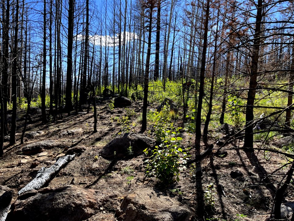 abudant aspen regeneration in high SBS site just west of the Weatherfor Trail approximately 1 mile north of Schultz tank