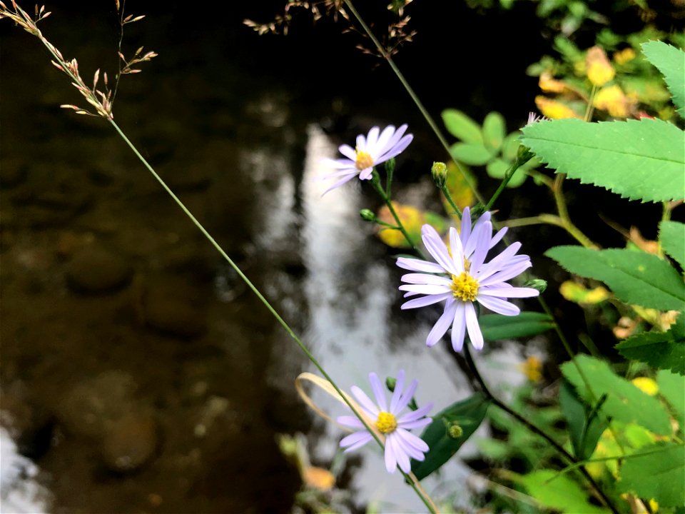 2021/365/227 Fleabane By The Water
