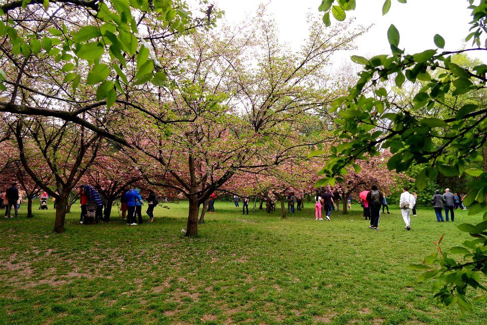 japanes_garden_rain_Herastrau (74)