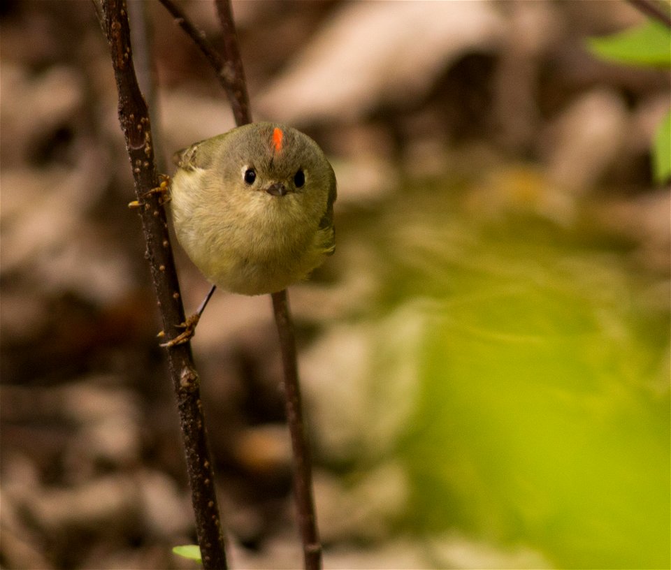Ruby-crowned Kinglet