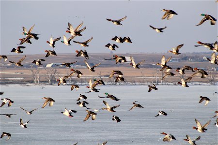 Waterfowl in Flight Lake Andes National Wildlife Refuge South Dakota