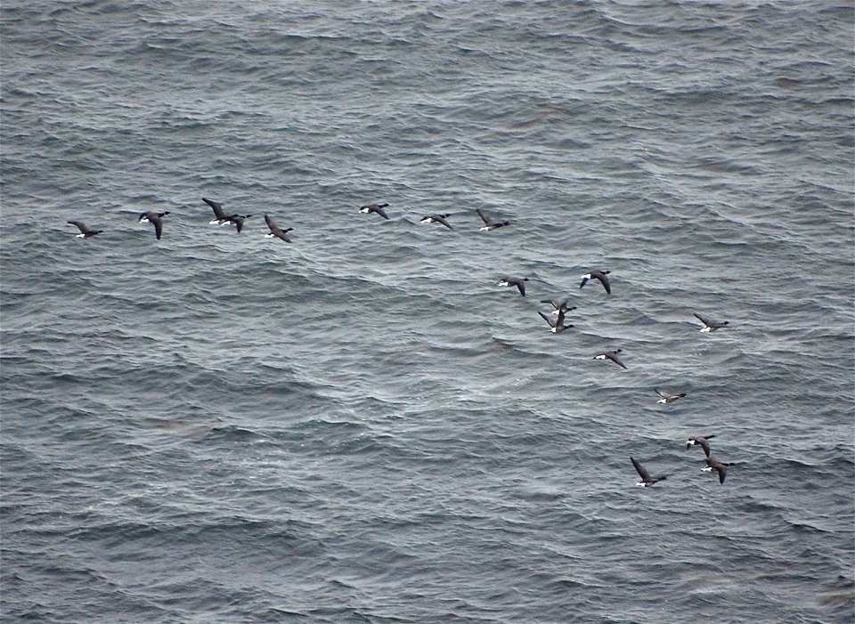 Brant at Izembek Lagoon