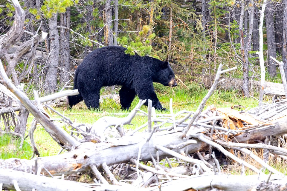 Black bear walking along the Madison River