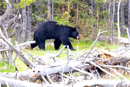 Black bear walking along the Madison River