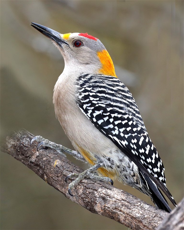 526 - GOLDEN-FRONTED WOODPECKER (01-20-2022) salineno, starr co, tx -02