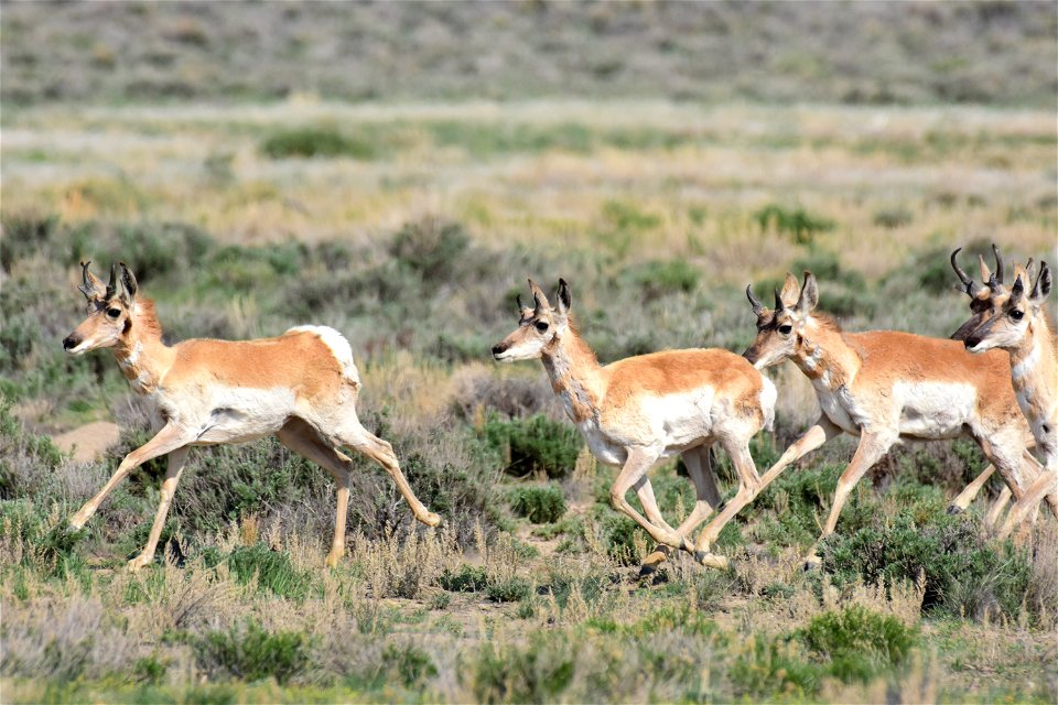 Pronhorn on Seedskadee National Wildlife Refuge