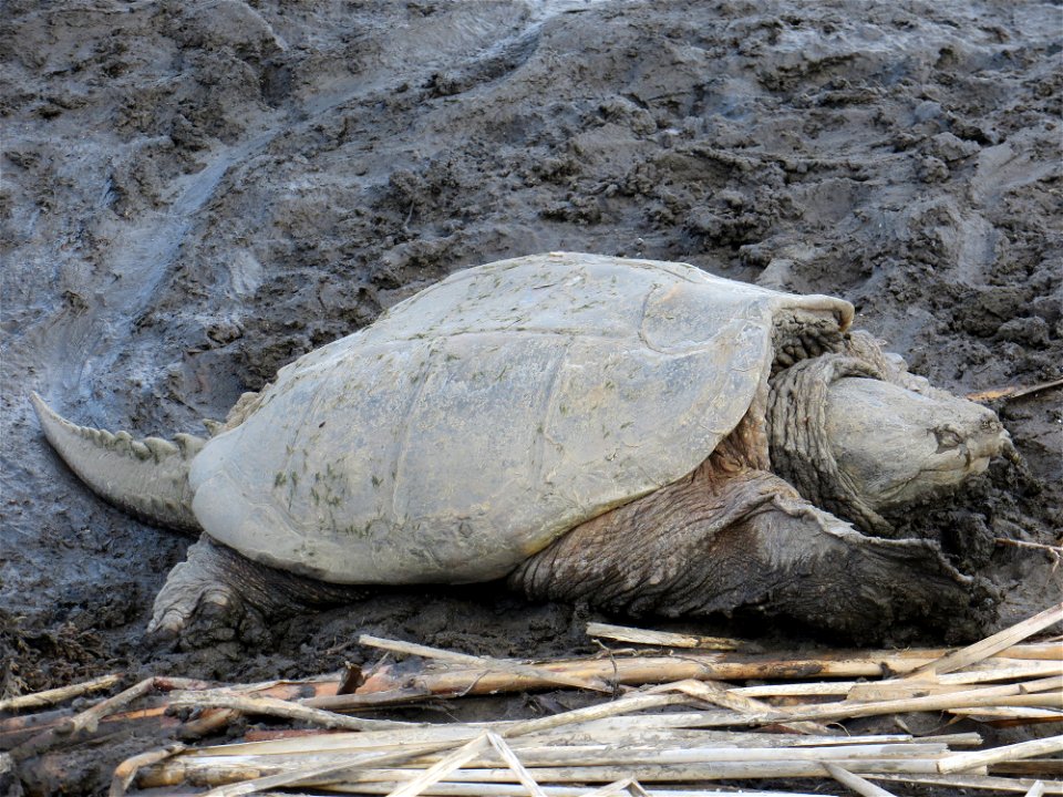 Snapping Turtle Lake Andes Wetland Management District South Dakota