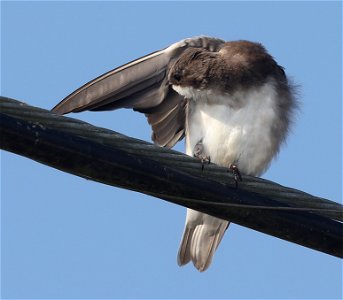 661 - TREE SWALLOW (09-07-2022) yontockert beach access, del norte co, ca -03