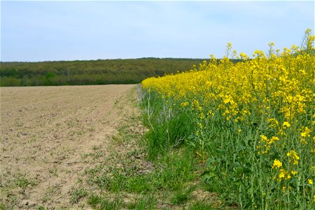 Field photo