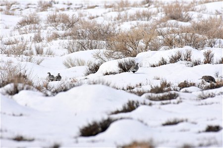 Greater sage-grouse on Seedskadee National Wildlife Refuge photo