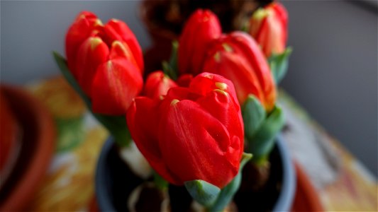 tulips_lalele-2023_0219_143605