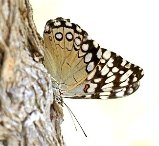 CRACKER, GUATEMALAN (Hamadryas iphthime) (12-11-2022) national buttrerfly center, mission, hidalgo co, tx -05