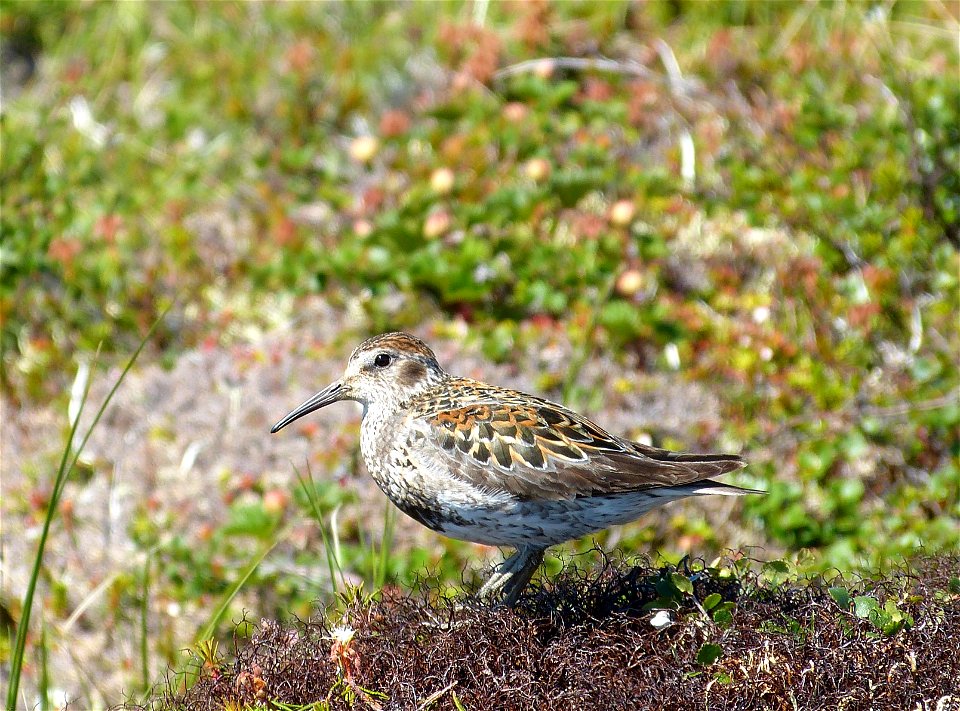 Rock Sandpiper photo