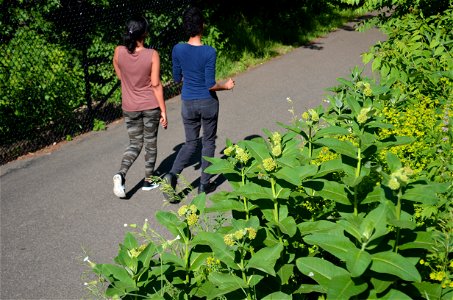 Common milkweed growing along a walking path photo