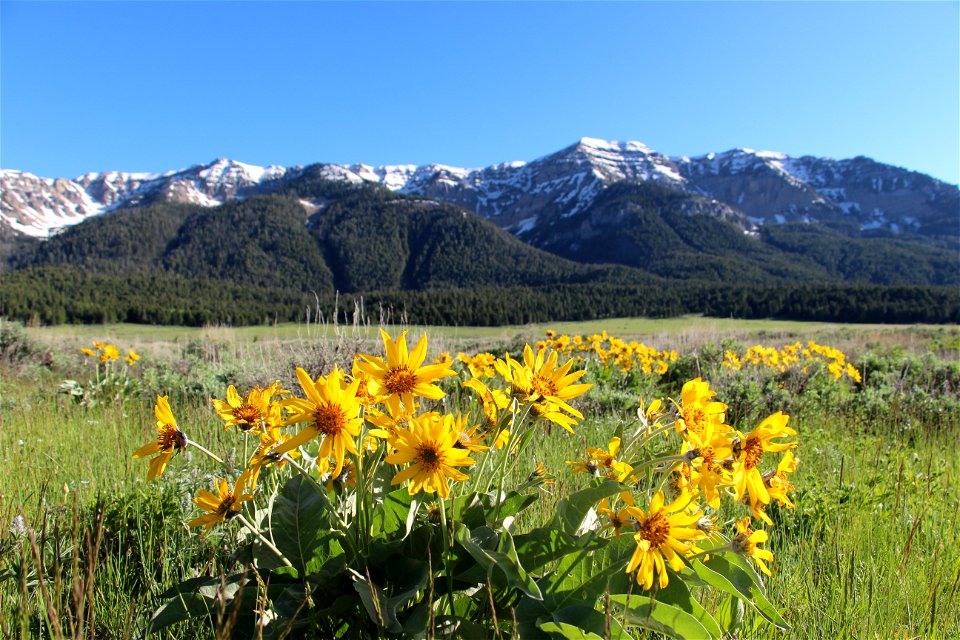 Mountain Valley Spring