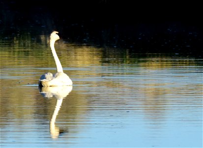 Trumpeter swan at Seedskadee National Wildlife Refuge