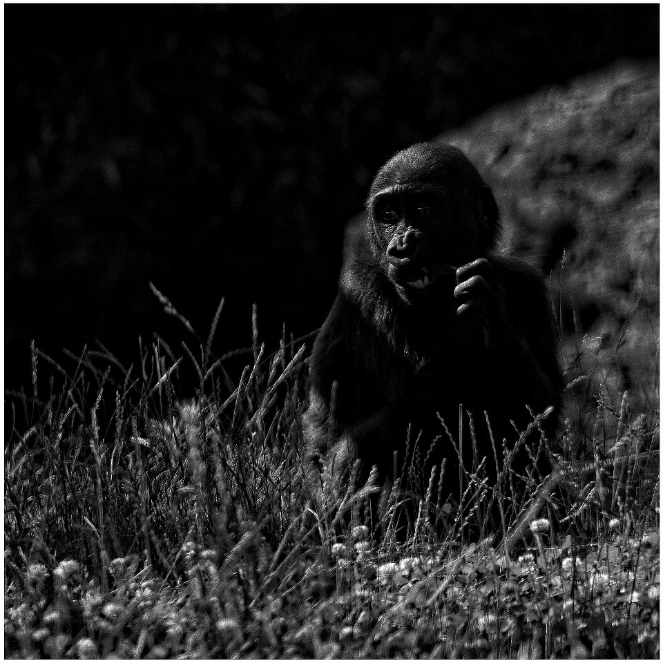 Gorilla Jr. photo