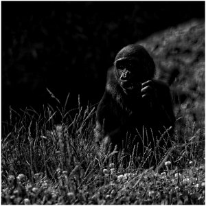 Gorilla Jr. photo