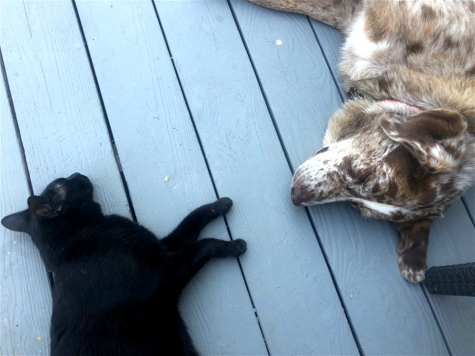 2022/365/248 Maggie and Felix On the Deck (5 of 5)