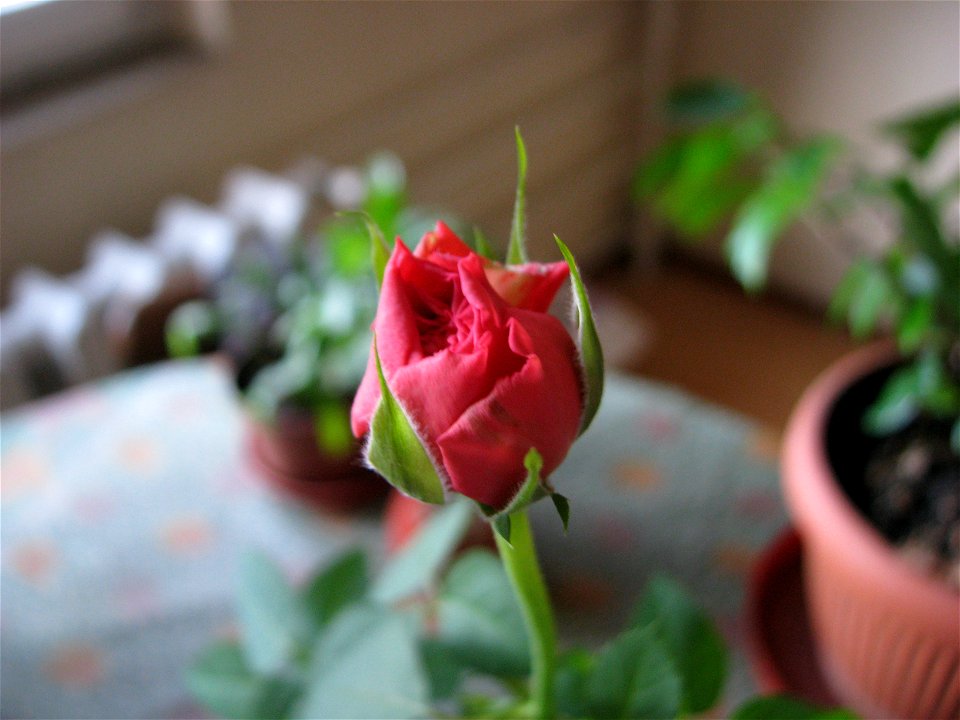 trandfmic_rosu2011_1108_103216