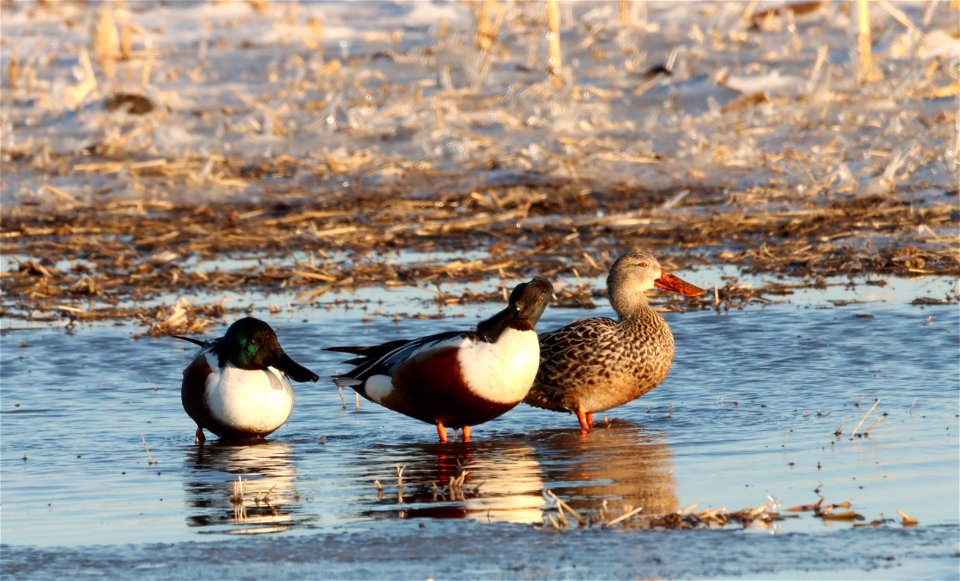 Northern Shovelers Huron Wetland Management District