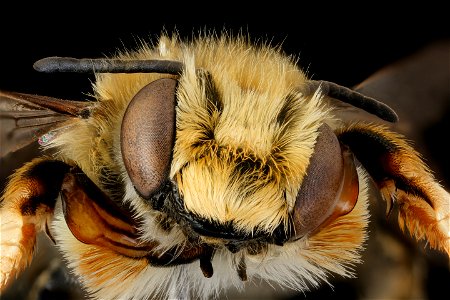Megachile willughbiella, m, face, Wilde, Netherlands_2022-03-31-17.26.17 ZS PMax UDR copy photo