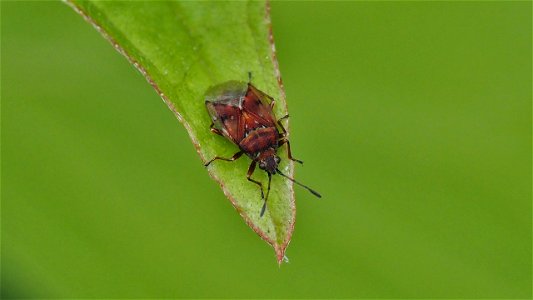 Kleidocerys resedae (Birkenwanze)