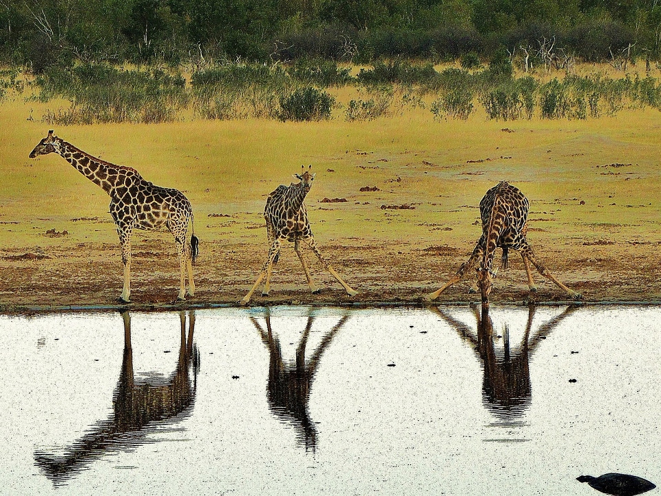 Landscape animals giraffe