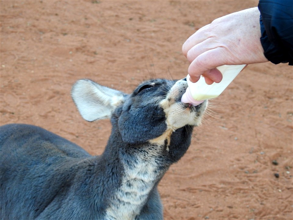 Red kangaroo (blue form)
