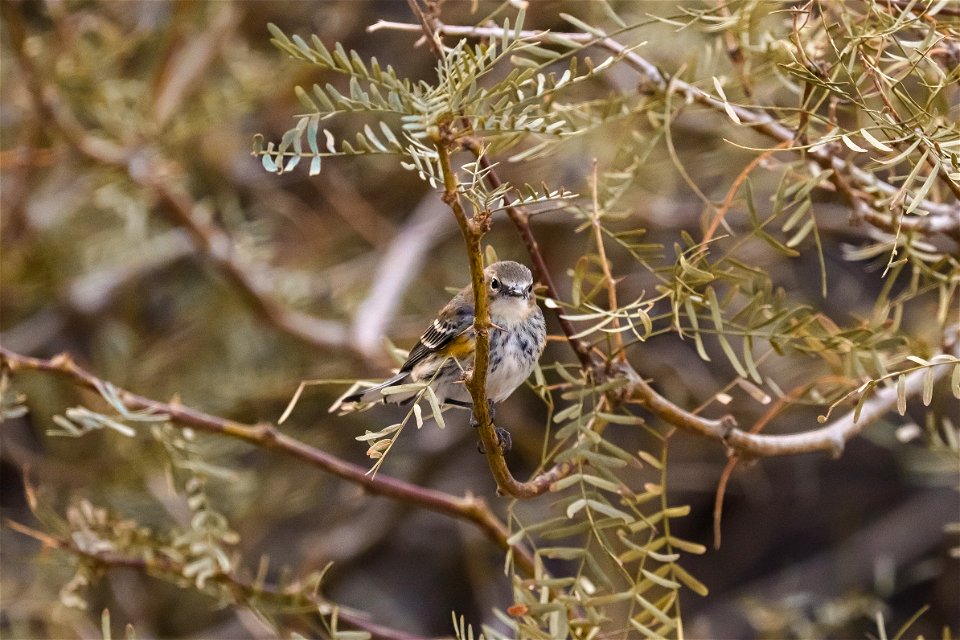 Yellow-rumped Warbler photo