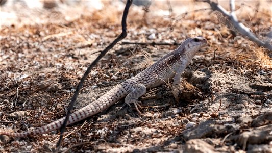 Desert Iguana