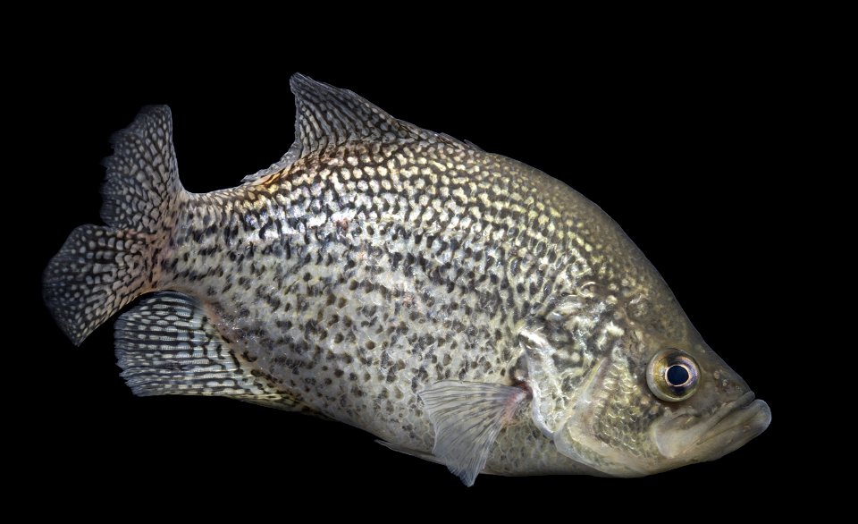 Black Crappie photo