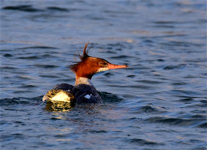 Common merganser at Seedskadee National Wildlife Refuge