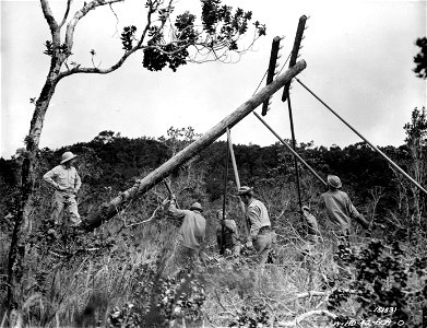 SC 151531 - Where the terrain is too rugged for trucks to negotiate, poles must be placed by the men. Hawaii. photo