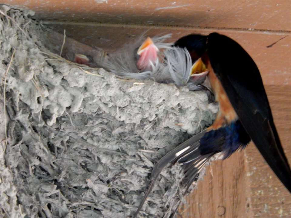 Barn Swallow Family photo