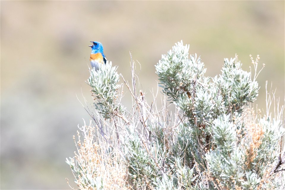 Lazuli bunting (Passerina amoena) singing from a sabrush bush