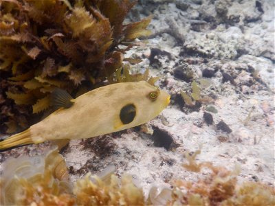 Arothron immaculatus 1