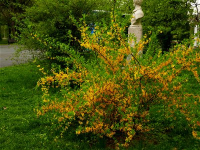 Herestrau Park in spring (37)