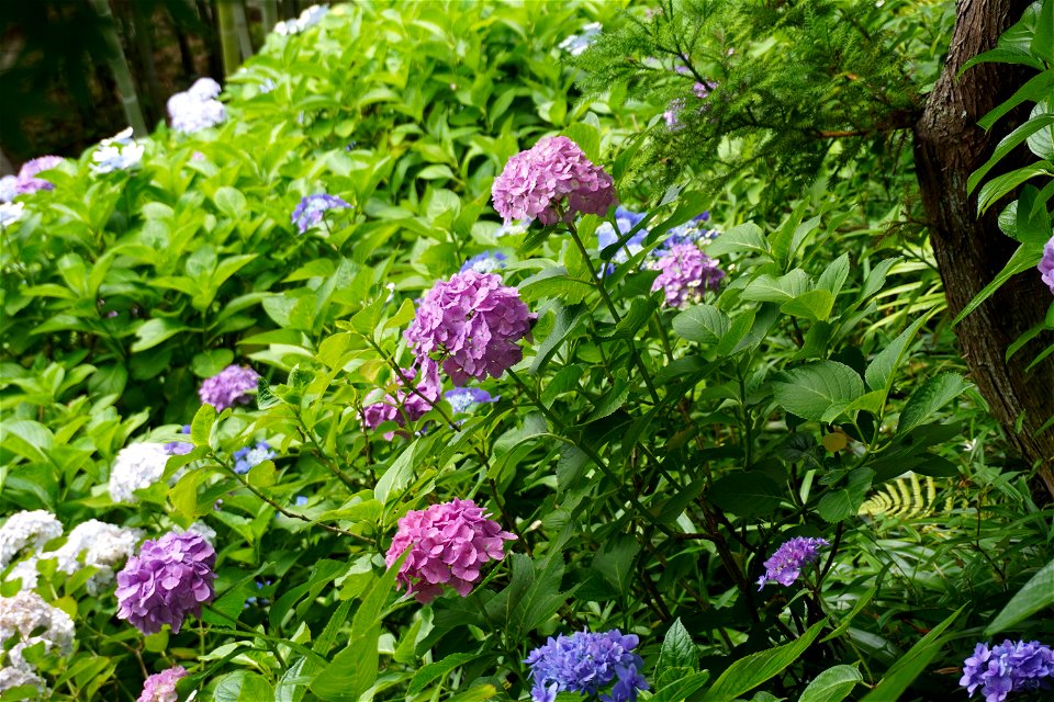 Hydrangea photo